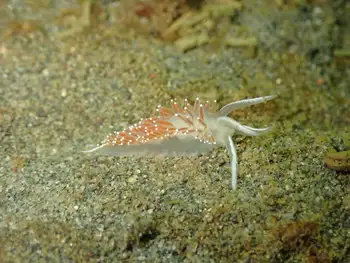 Red Gilled Nudibranch