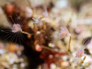Red Gilled Nudibranch
