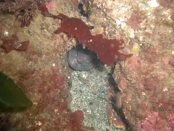 Wolf Eel