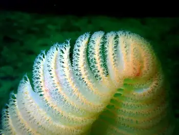 Ptilosarcus gurneyi Sea Pen