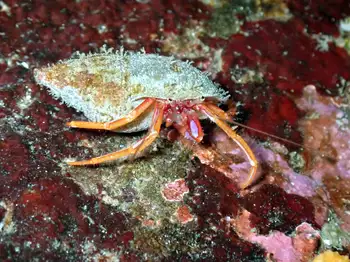Brilliant Hermit Crab