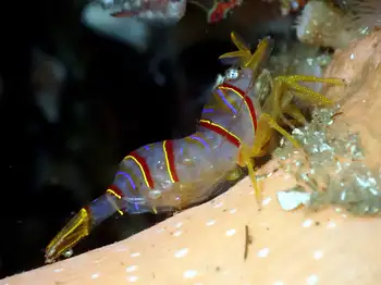 Candy Stripe Shrimp