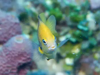 Damsel Fish