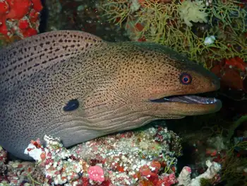 Giant Moray Eel