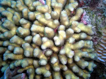 Coral