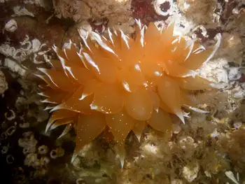 Golden Dirona Nudibranch