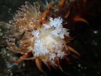 California Sea Cucumber