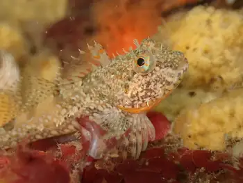 Scalyhead Sculpin