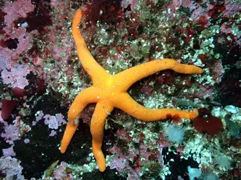 Blood Star