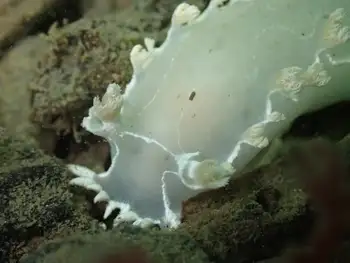 Diamondback Nudibranch