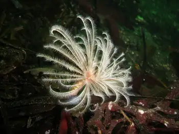 Feather Duster Worm