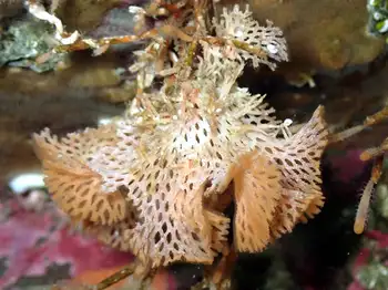 Lattice Work Bryozoan