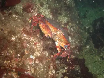 Red Rock Crab