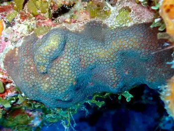 Coral