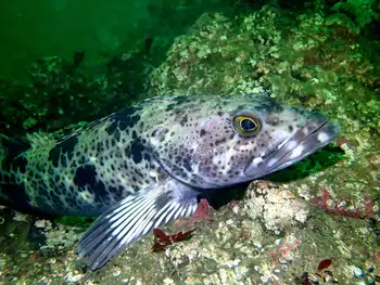 Lingcod