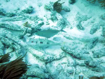 Goatfish