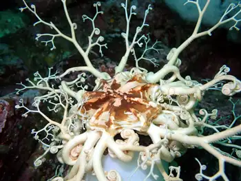 Pacific Basket Star