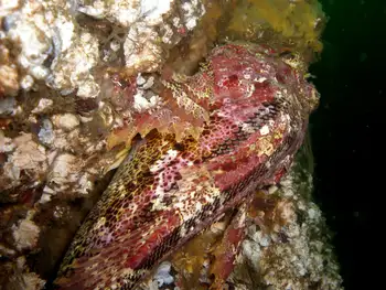 Red Irish Lord Sculpin