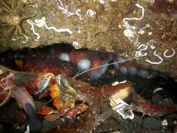 Coonstripe Shrimp