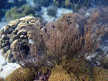 Coral