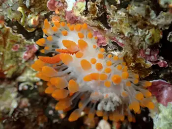 Cockerell's Nudibranch
