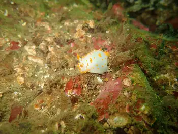 Bold Clown Nudibranch