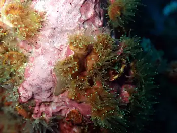 Anemones