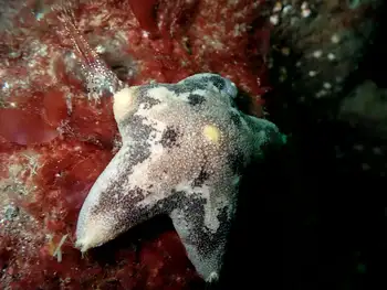 Slime Star
