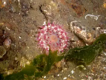 Painted Anemone