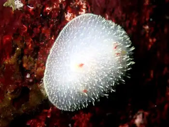 Nanaimo Nudibranch