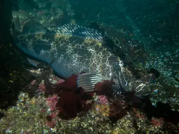 Lingcod