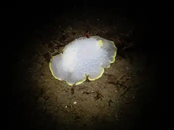 Yellow Margin Dorid