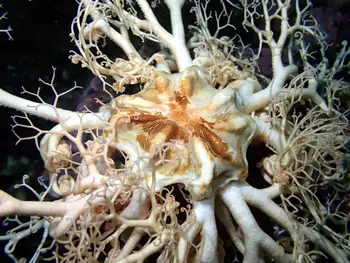 Pacific Basket Star