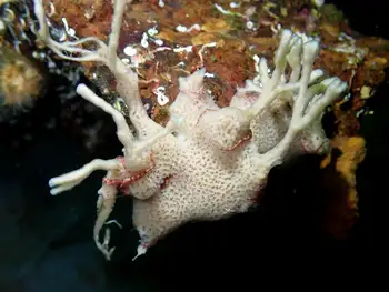 Sponge