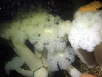 Metridium Anemones