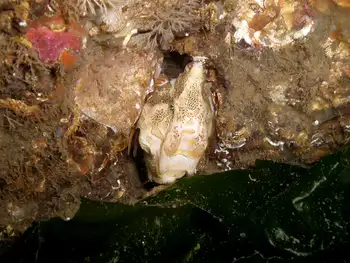 Grunt Sculpin