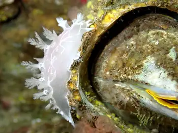 Diamondback Nudibranch