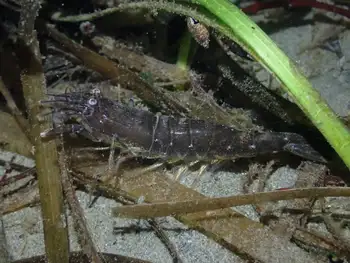 Squat Bay Shrimp