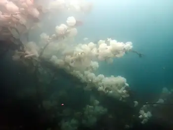 Metridium Anemones