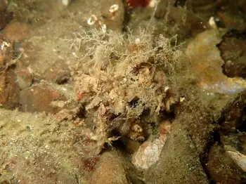 Graceful Decorator Crab