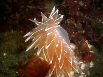 Alabaster Nudibranch