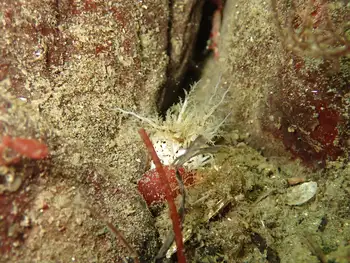 Salt Pepper Sea Cucumber