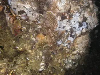 Sailfin Sculpin