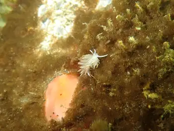 Opalescent Nudibranch