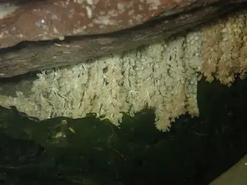 Eggs Giant Pacific Octopu
