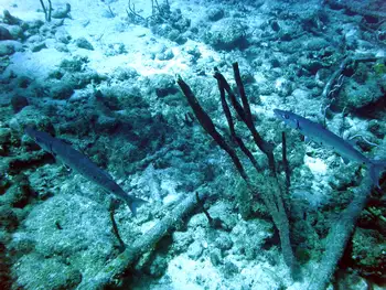 Barracudas