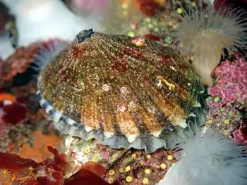 Limpet