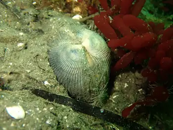 Clam