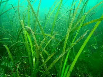 eelgrass
