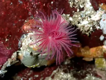 Feather Duster Worm
